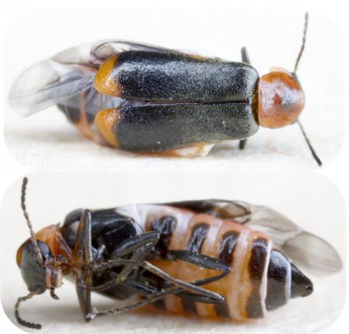 Attalus minimus